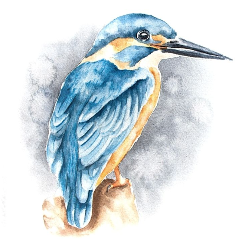 Kingfisher in watercolor by Erika Lancaster
