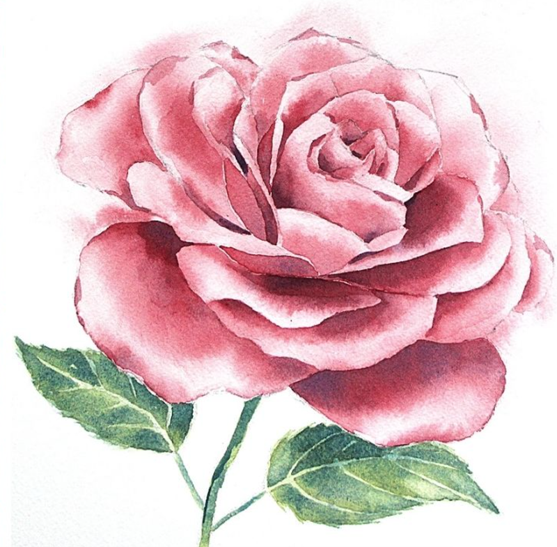 Pink Rose in Watercolor by Erika Lancaster
